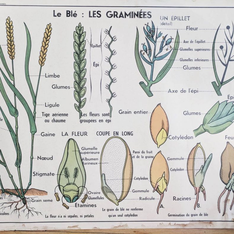 botanical flower illustration poster