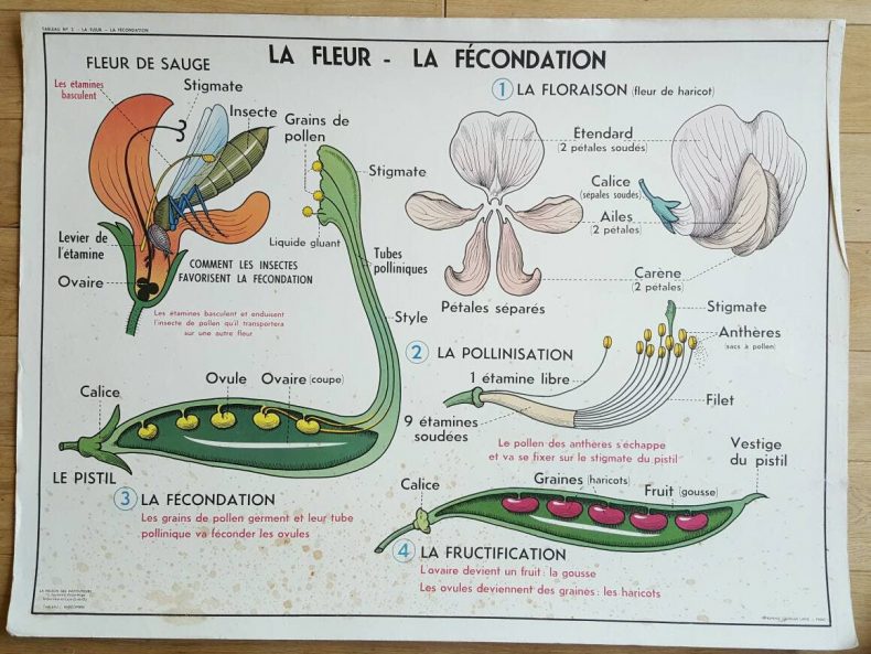 french botanical poster