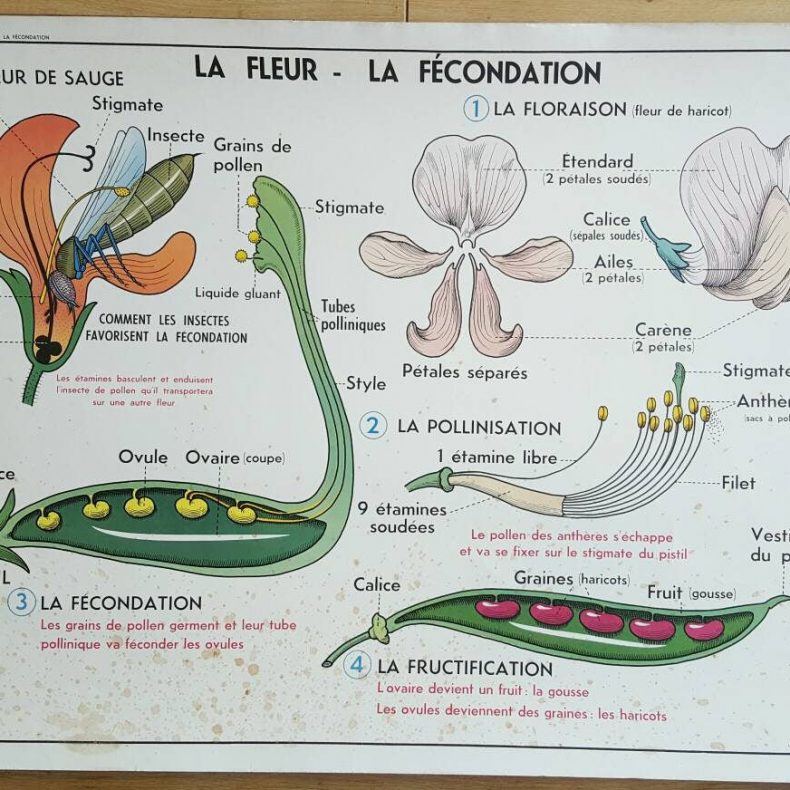 french botanical poster