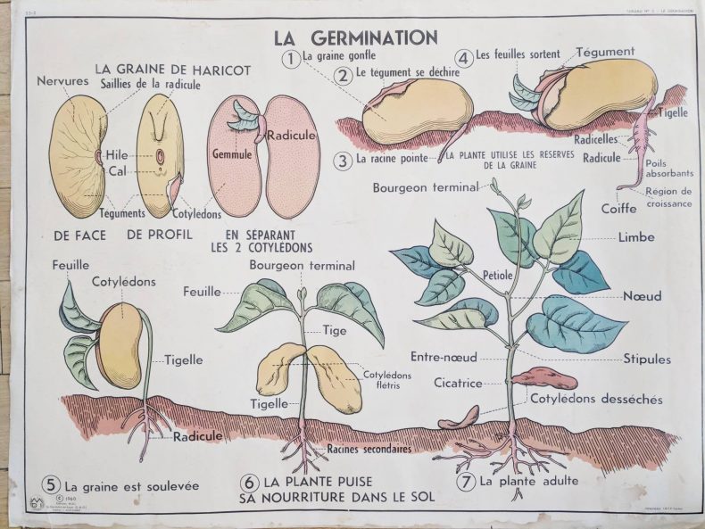 french vintage nature poster