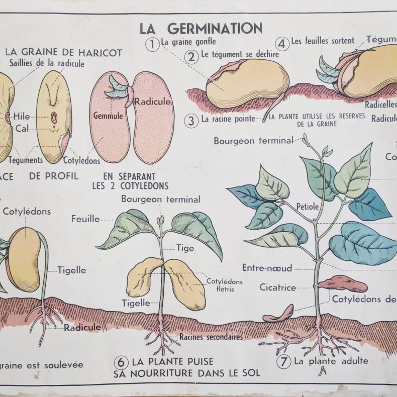 french vintage nature poster