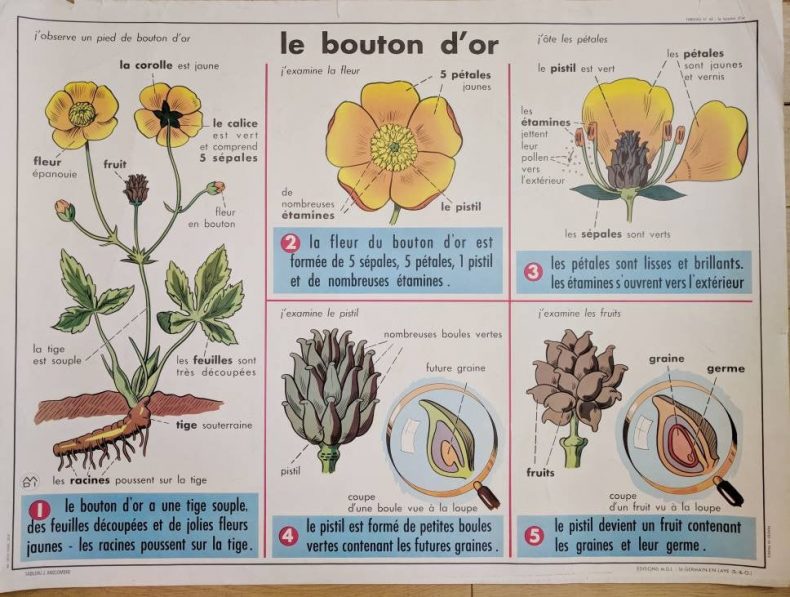 vintage botanical poster