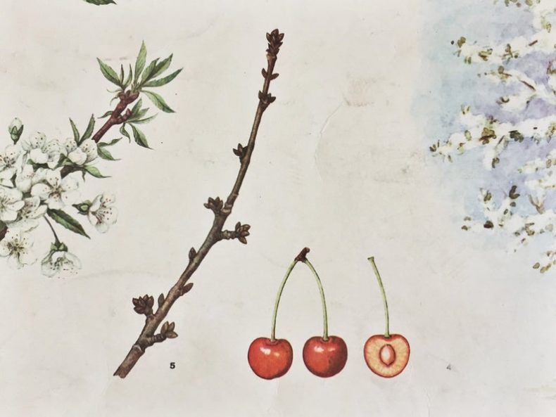 vintage cherry tree poster 2