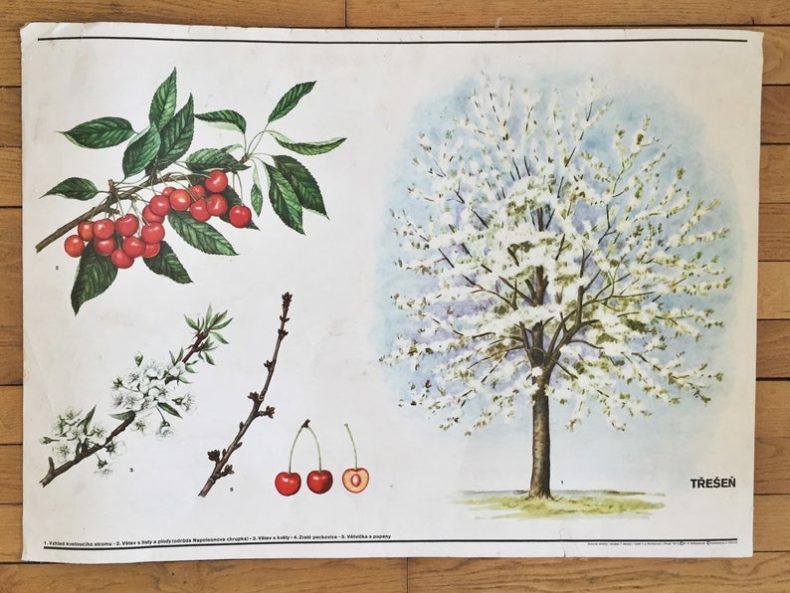 vintage cherry tree poster