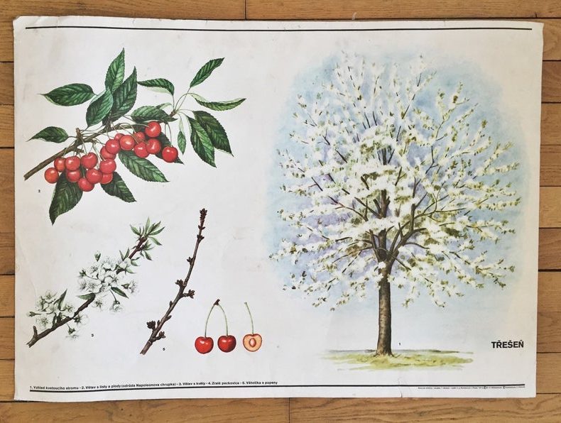 vintage cherry tree poster